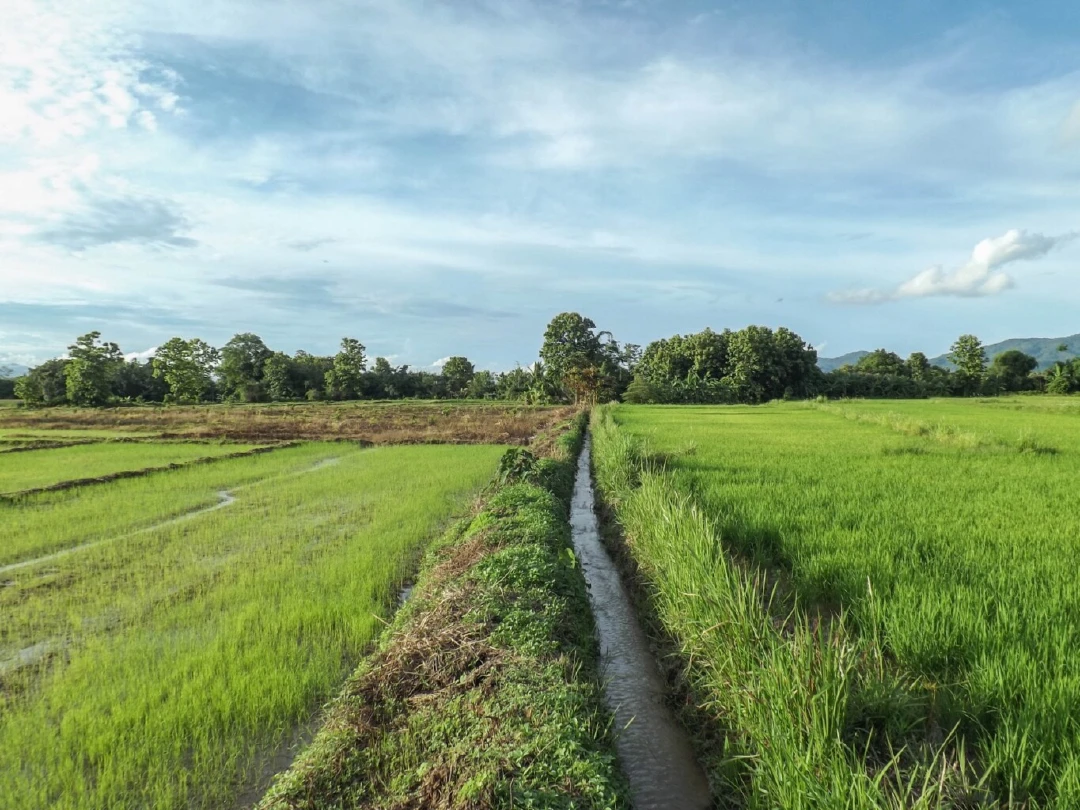 ปรัชญาของเศรษฐกิจพอเพียง ช่วยรอดพ้นวิกฤตอาหารในสถานการณ์โควิด-19