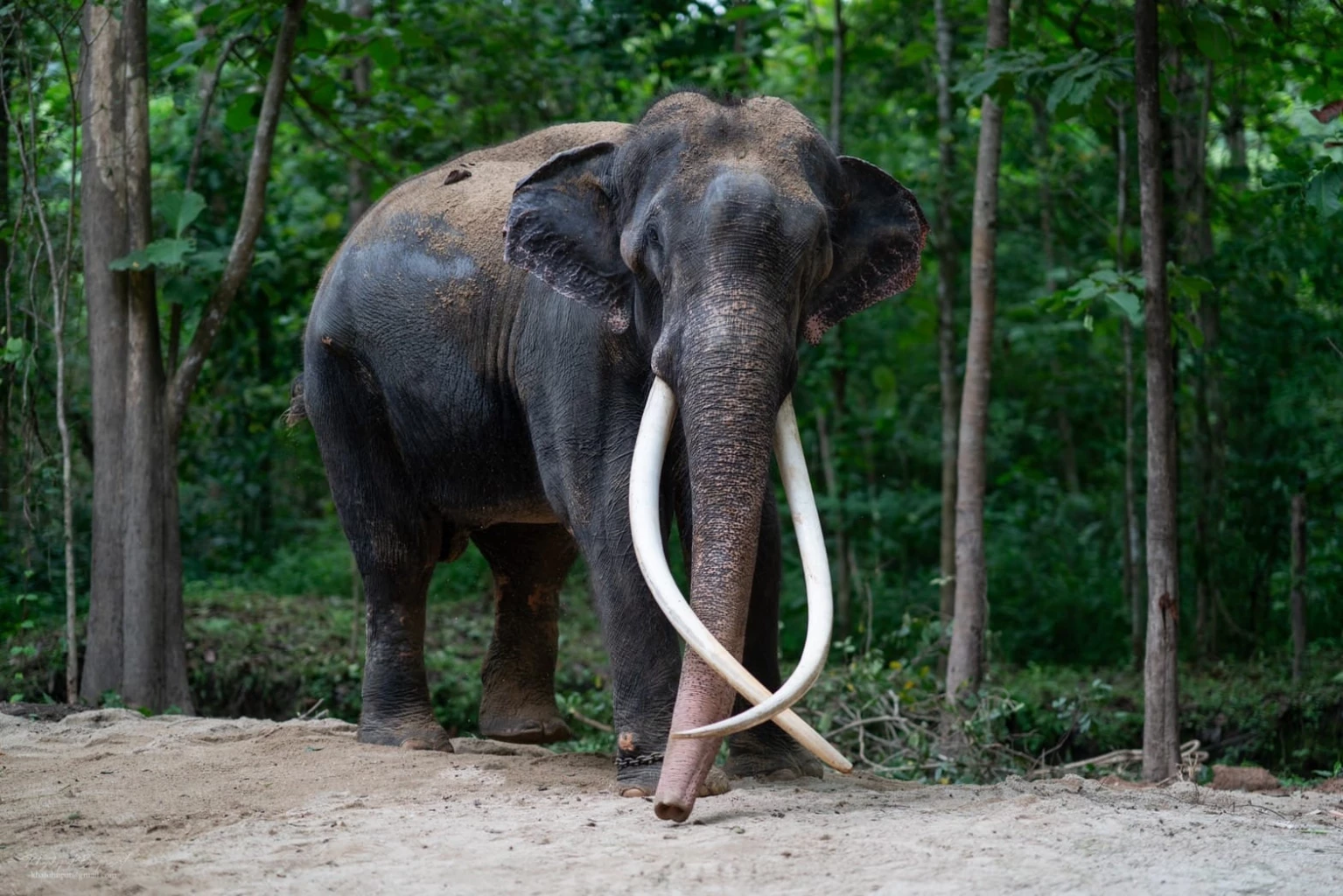 เจาะลึก ‘ช้างสยาม’ เดินทางไปต่างแดน จากสมัยอยุธยา ถึงรัตนโกสินทร์