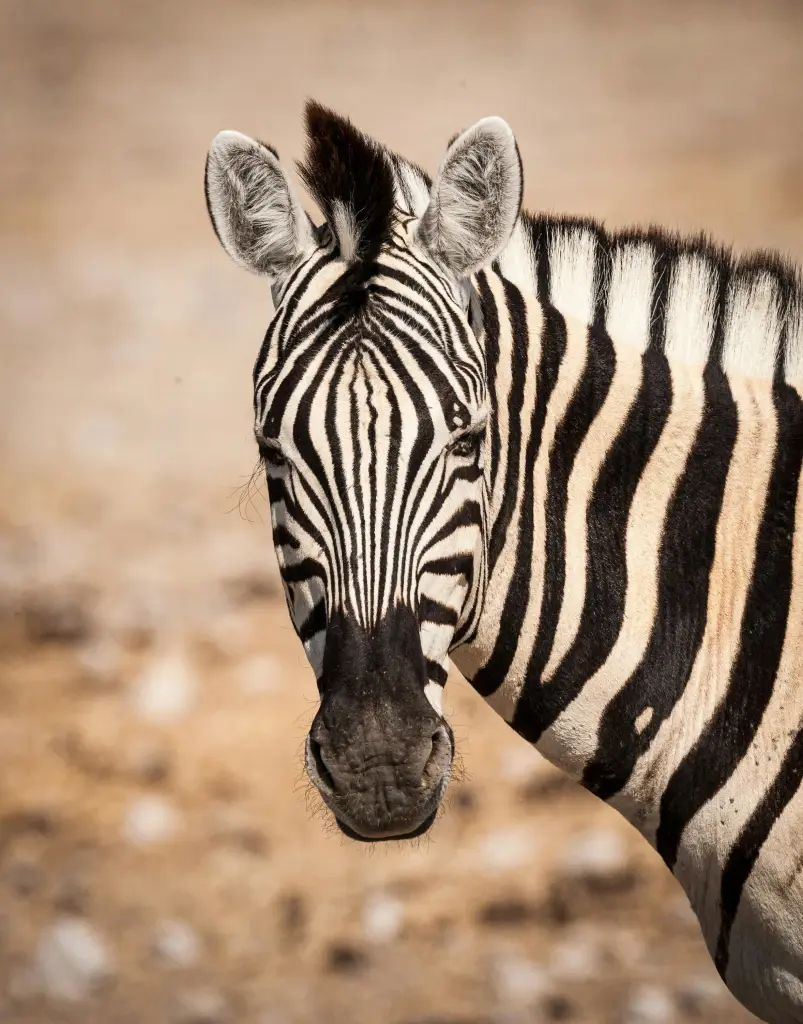 รู้จักบอตสวานาและนามิเบีย กับการเดินทางแบบซาฟารีโดย A2A Safaris
