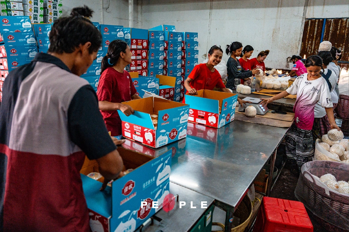 ความหอมหวานของ 'ทุนจีน' รสขมปร่าของเกษตรกรไทย