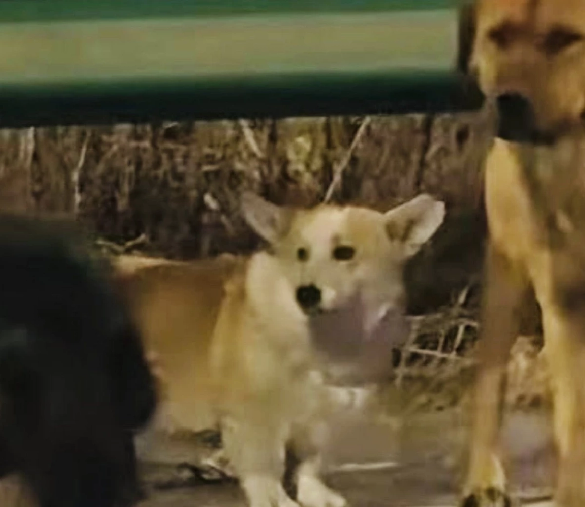 ‘เพื่อนไม่ทิ้งกัน’ แก๊งมะหมาสี่ขา 7 ตัว เดินเกาะกลุ่มฝ่าลมหนาวกลับบ้าน รวมระยะทางกว่า 17 กิโลฯ