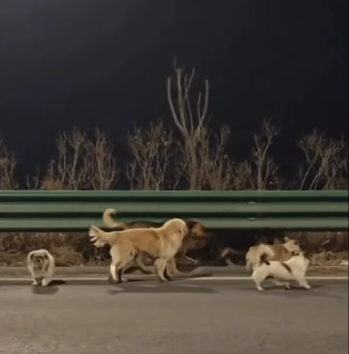 ‘เพื่อนไม่ทิ้งกัน’ แก๊งมะหมาสี่ขา 7 ตัว เดินเกาะกลุ่มฝ่าลมหนาวกลับบ้าน รวมระยะทางกว่า 17 กิโลฯ