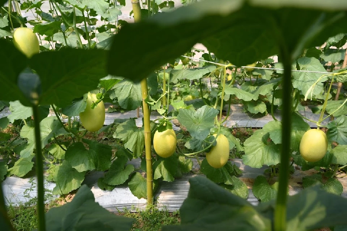 เมื่อคนไม่ต้องทิ้งบ้าน: บทเรียน ‘หมู่บ้าน 100 ปี ชาตกาล’ มูลนิธิปิดทองหลังพระ