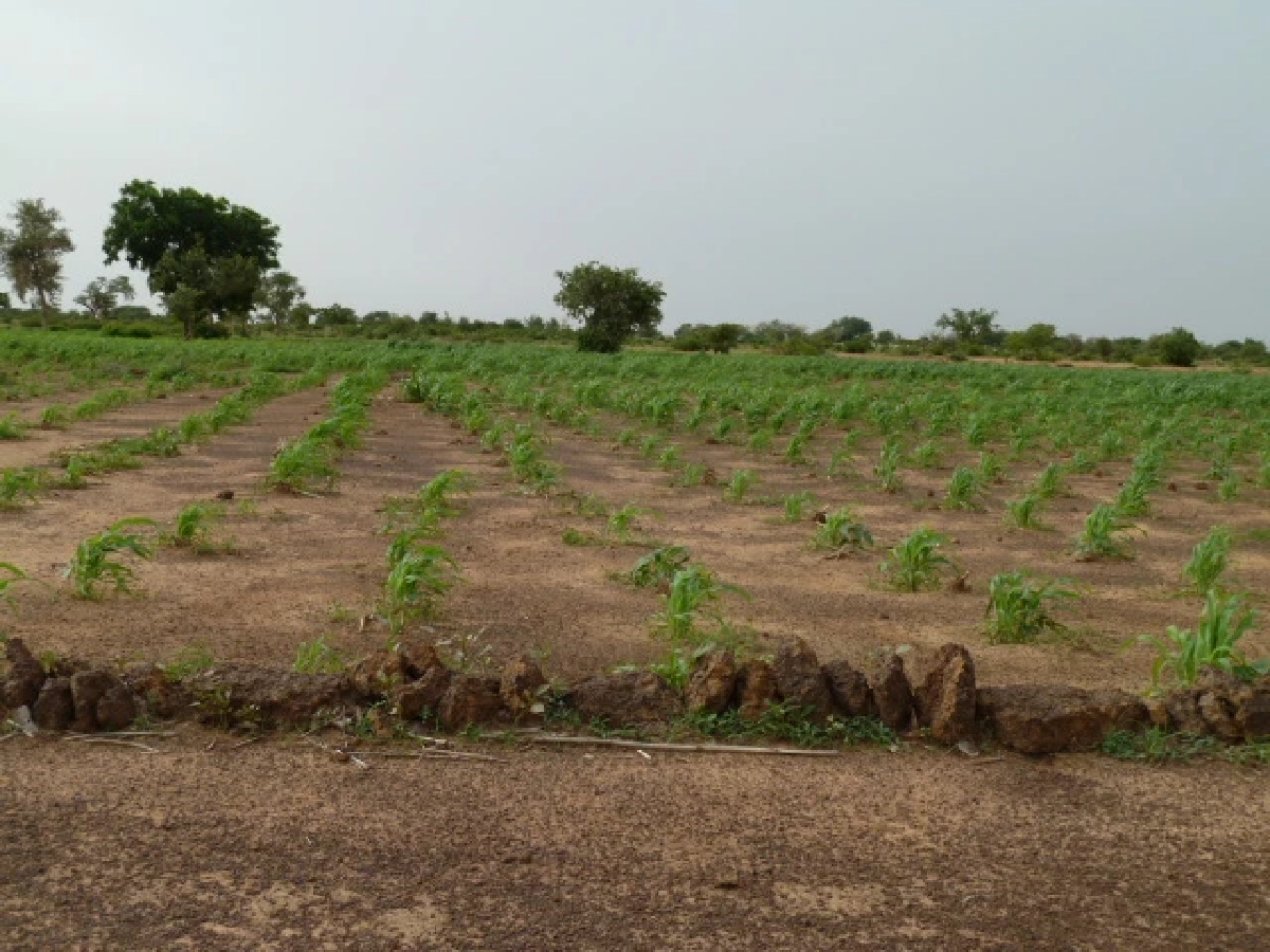 ยาคูบา ซาวาโดโก : ชายผู้ถูกหาว่า 'บ้า' เพราะเลือกปลูกป่ากลางทะเลทราย