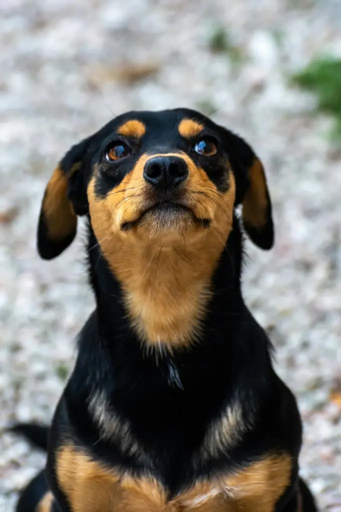 ‘เจ้าหมา’ ครูสี่ขาผู้สอนวิชาว่าไม่มีอะไรสุขไปกว่าปัจจุบัน