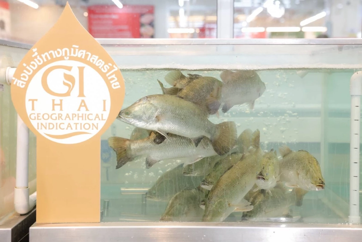 แม็คโคร–โลตัส ผนึกกรมทรัพย์สินทางปัญญา ดันสินค้า GI ไทยสู่ตลาดยั่งยืน