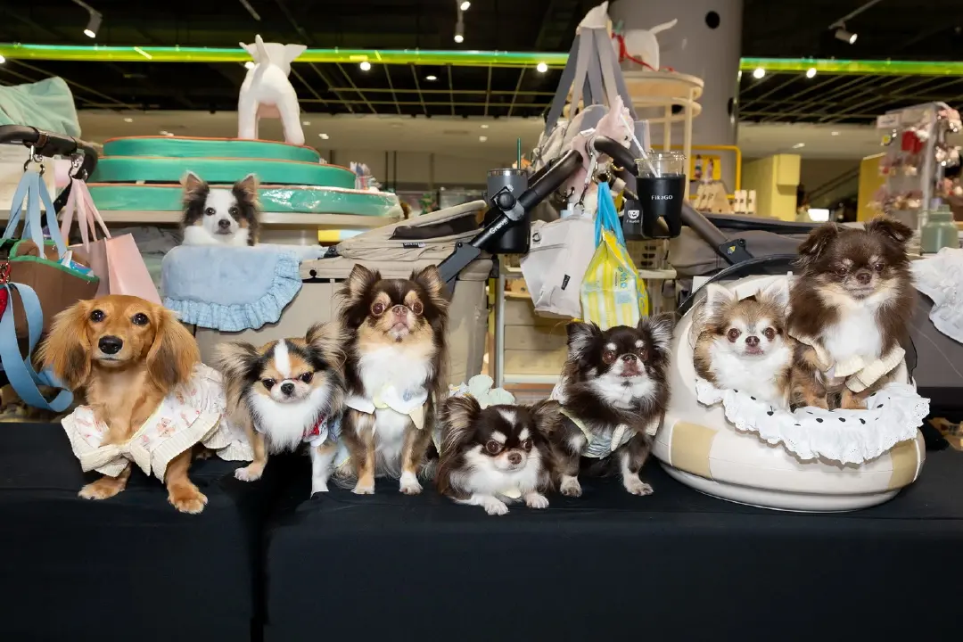 สยามดิสคัฟเวอรี่ เปลี่ยน PAW LAB สู่รันเวย์ครั้งแรก ชวนเหล่าเพื่อนสี่ขาและเจ้าของมาแสดงตัวตนผ่านแฟชั่นและ Pet Lifestyle