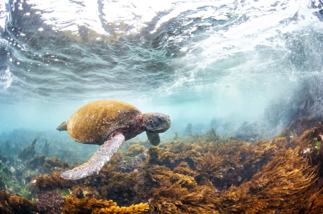 รายงาน Living Planet Report 2026 โดย WWF: ท่ามกลางประชากรสัตว์ป่าทั่วโลกที่กำลังลดลงโดยเฉลี่ย 73% นักวิทยาศาสตร์ได้เปิดเผยข้อมูลที่ทำให้เกิดความหวัง
