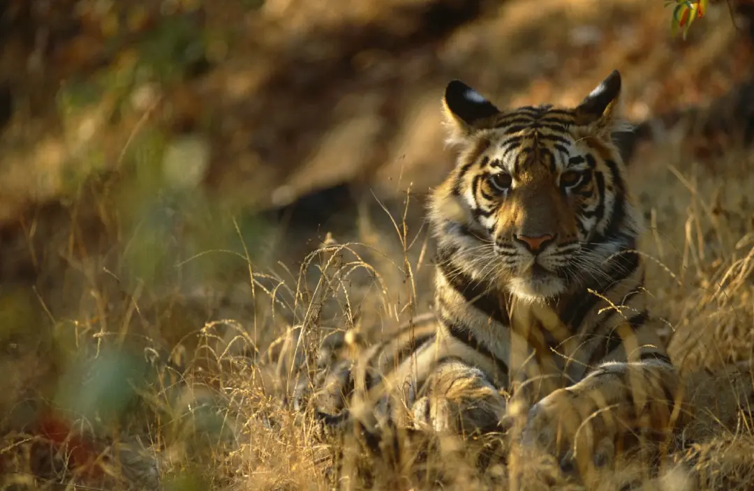 รายงาน Living Planet Report 2026 โดย WWF: ท่ามกลางประชากรสัตว์ป่าทั่วโลกที่กำลังลดลงโดยเฉลี่ย 73% นักวิทยาศาสตร์ได้เปิดเผยข้อมูลที่ทำให้เกิดความหวัง