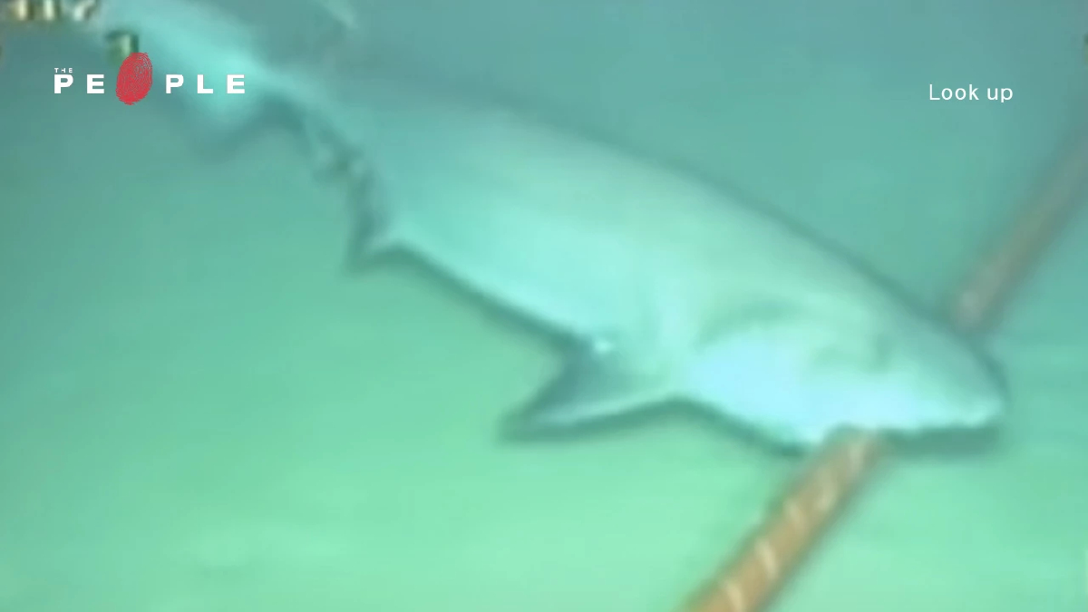 ‘ฉลาม’ ตัวจุดชนวนสงครามใต้น้ำ คุกคามสายเคเบิลมานานกว่า 120 ปี