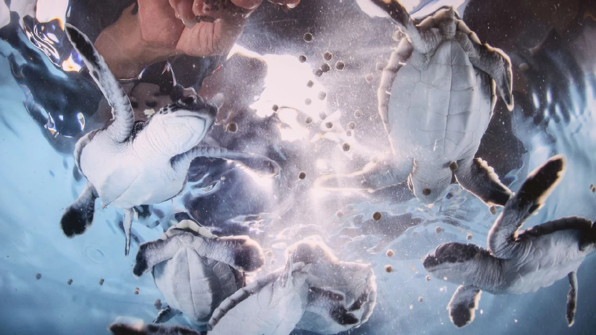 สยามพารากอน เชิญร่วมสัมผัสความงดงามของท้องทะเล  และร่วมเป็นส่วนหนึ่งในการอนุรักษ์ธรรมชาติใต้ท้องทะเลอย่างยั่งยืน  ในงานนิทรรศการ TIDE OF TOMORROW