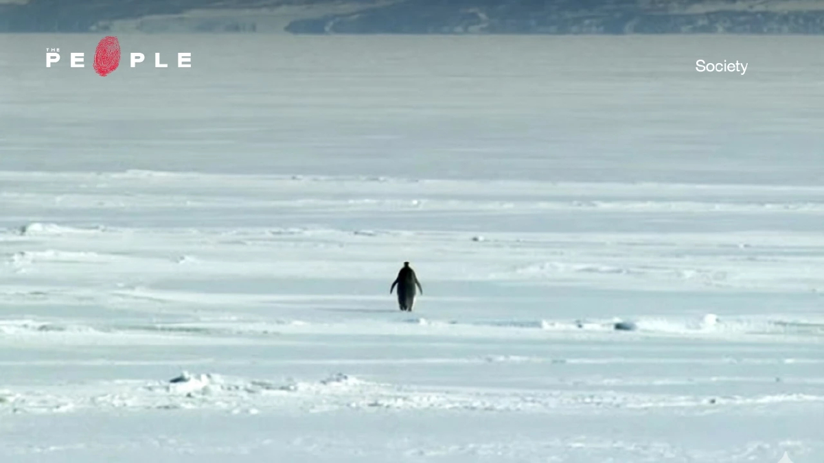 Nihilist Penguin : นกเพนกวินที่กลายเป็นภาพแทนของปรัชญาสุญนิยม