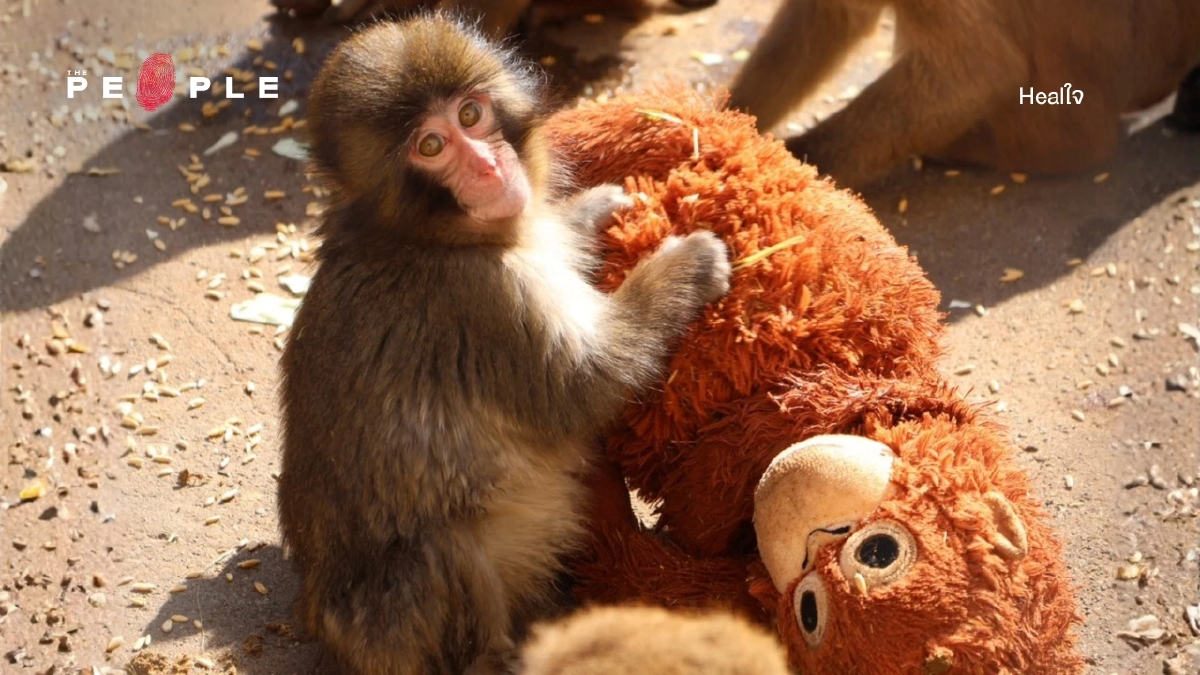 ลูกลิง ‘พันซ์คุง’ : เมื่อการหลงฝูงของสัตว์ตัวน้อยเผยความเปล่าเปลี่ยวในมนุษย์