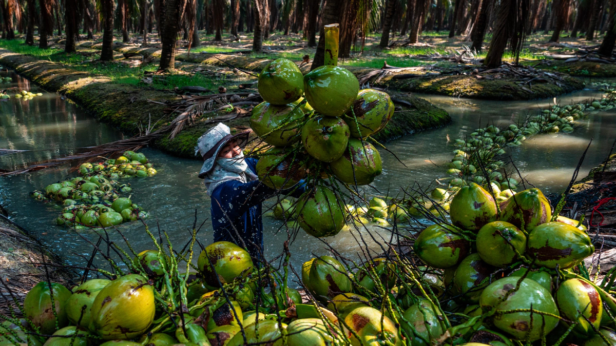 ความหอมหวานของ 'ทุนจีน' รสขมปร่าของเกษตรกรไทย