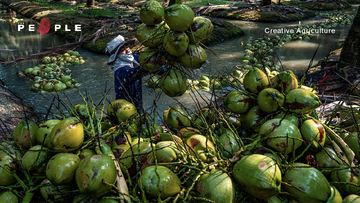 ความหอมหวานของ 'ทุนจีน' รสขมปร่าของเกษตรกรไทย