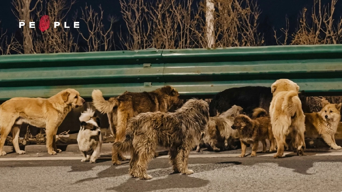 ‘เพื่อนไม่ทิ้งกัน’ แก๊งมะหมาสี่ขา 7 ตัว เดินเกาะกลุ่มฝ่าลมหนาวกลับบ้าน รวมระยะทางกว่า 17 กิโลฯ