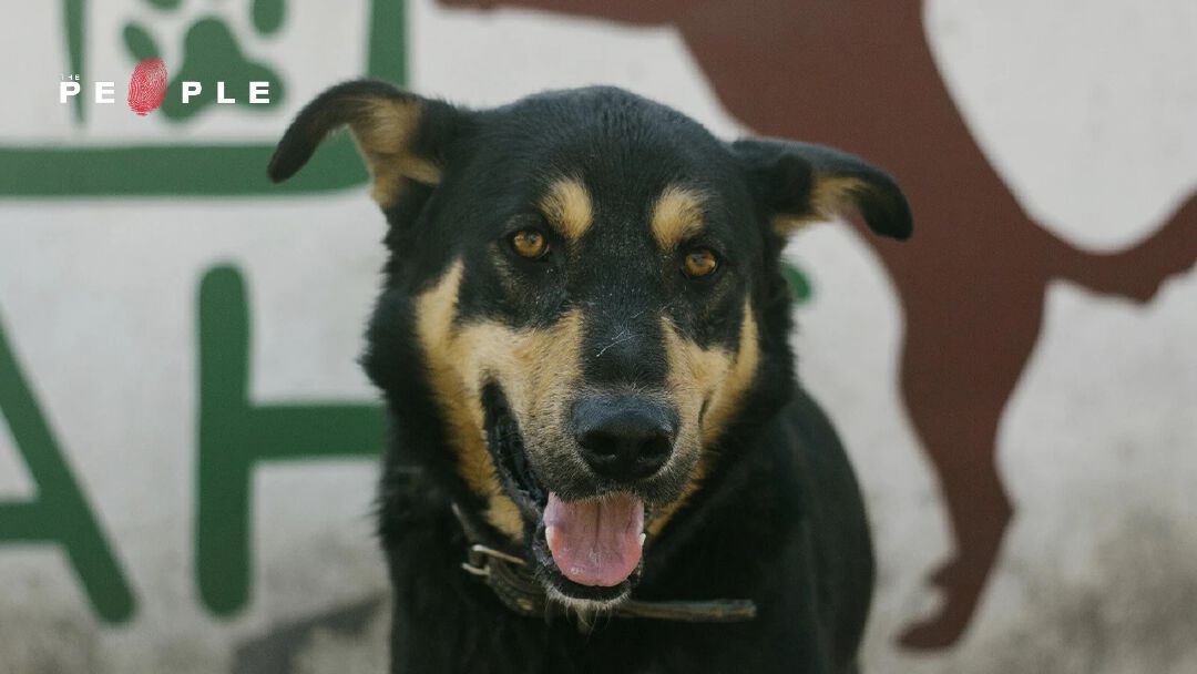 ‘เจ้าหมา’ ครูสี่ขาผู้สอนวิชาว่าไม่มีอะไรสุขไปกว่าปัจจุบัน