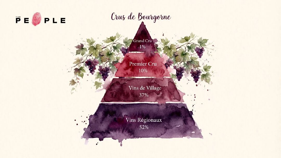 TGI Wineday EP78 ไวน์ชั้นยอดจำเป็นต้องเป็น ‘Grand Cru’ หรือไม่